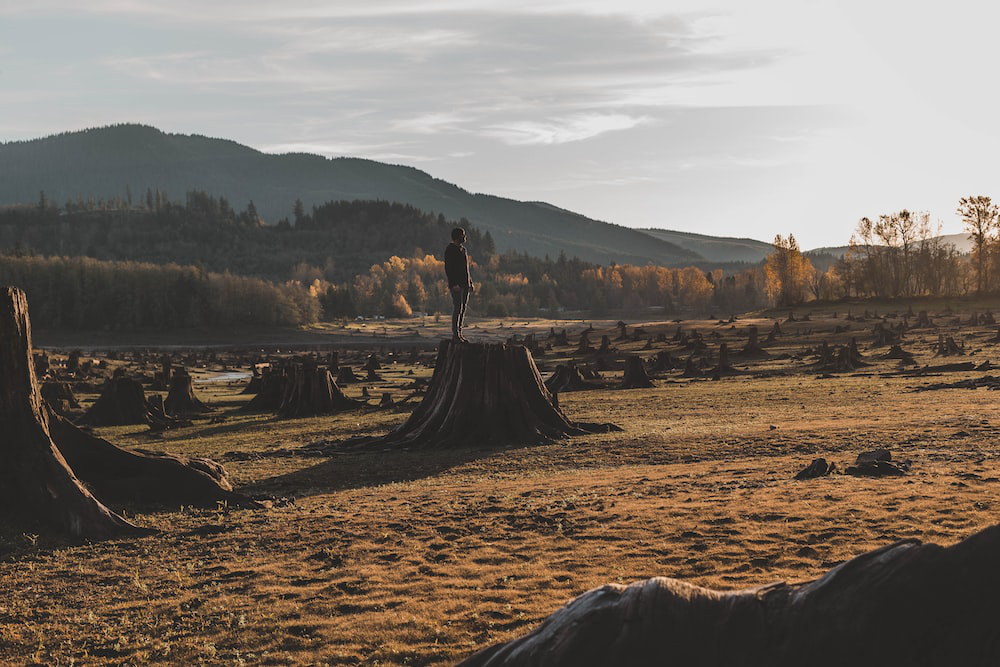 A Man Standing on a Tree Stump Surrounded by a Bunch of Chopped Trees
