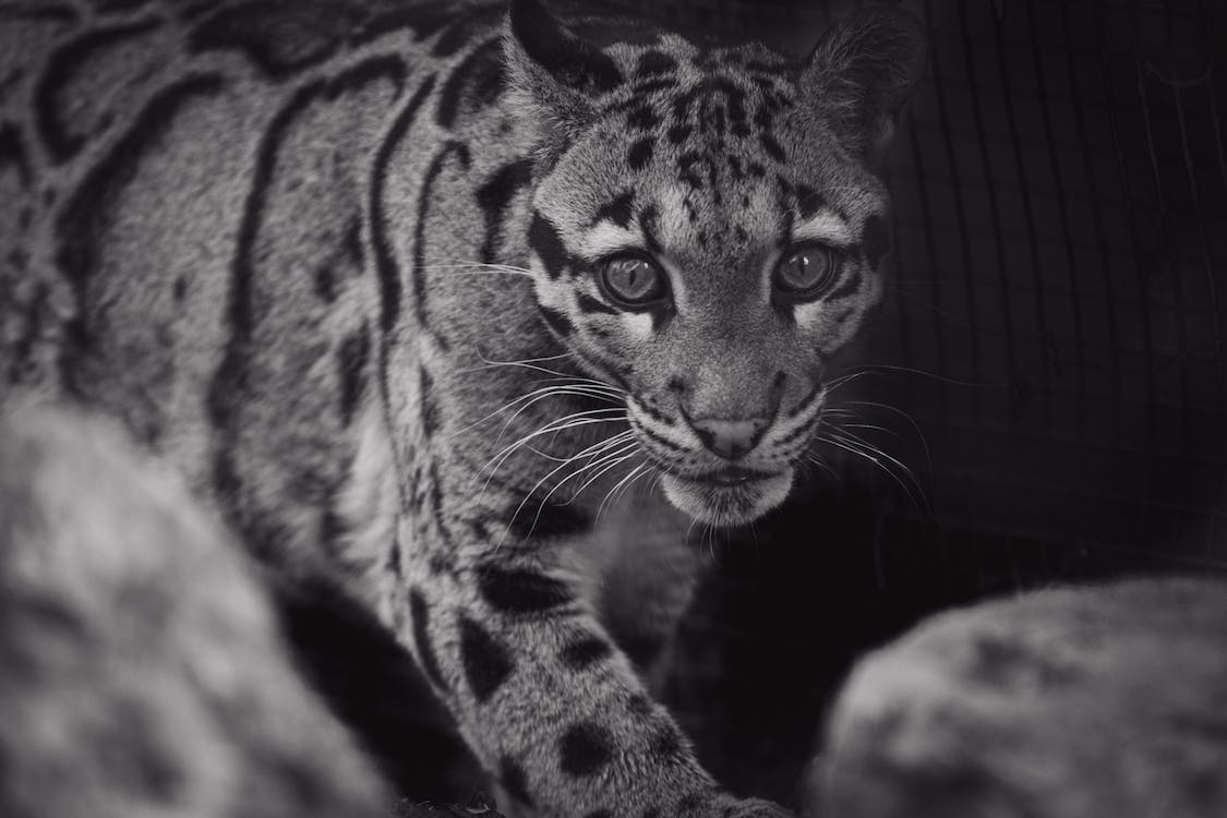 A Black-and-White Image of the Mainland Clouded Leopard with Its Signature Cloud-Spotted Coat