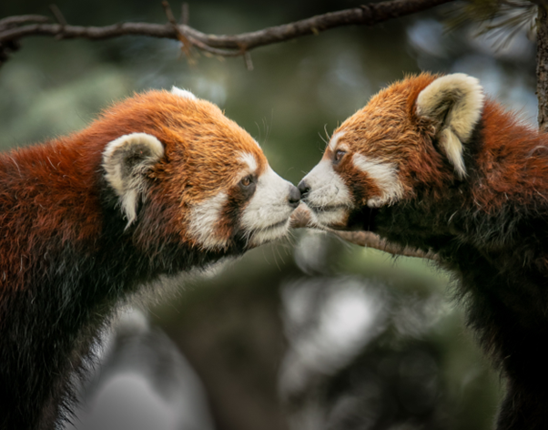 The Takeaways from the Planet’s Extinct Species