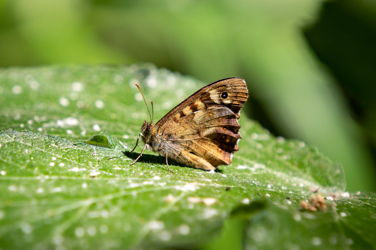 Why Biodiversity Matters: A Closer Look at Speciologie's Message
