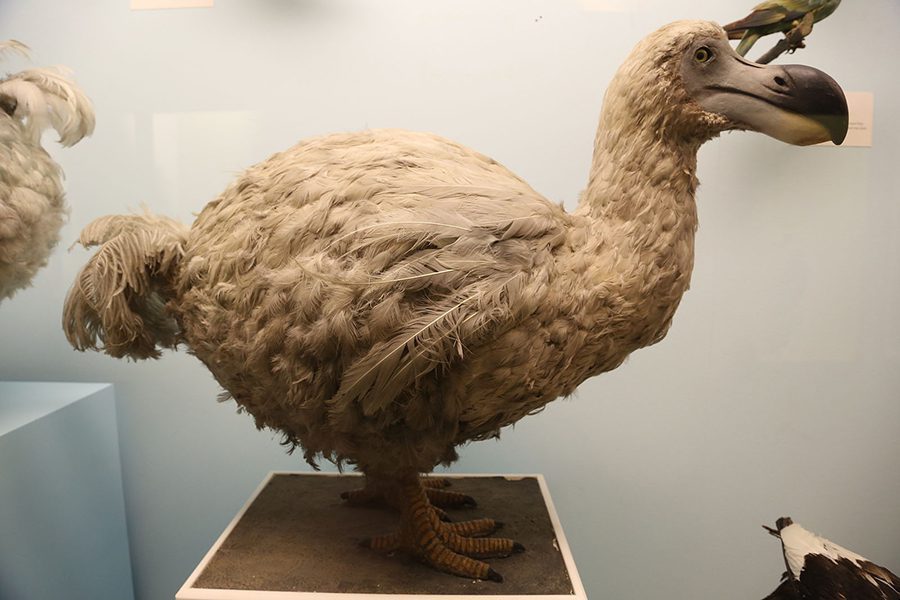 Dodo in the london museum
