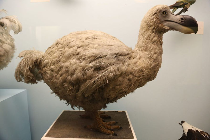 Dodo in the london museum