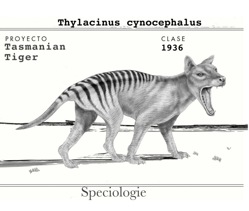 Why "SPECIOLOGIE"