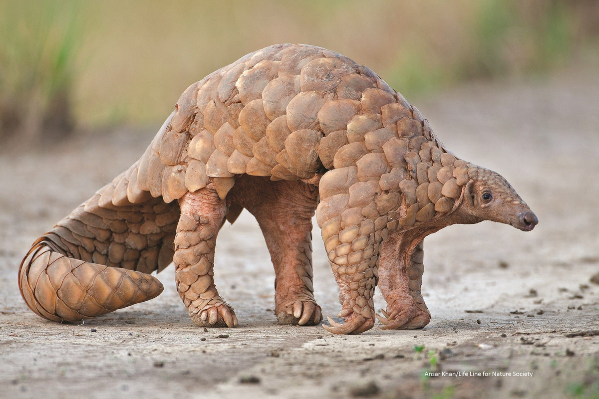 Pangolins: The World's Most Trafficked Animal Deserves a Fighting Chance