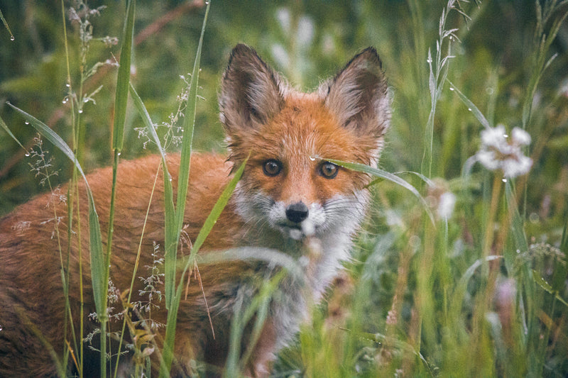 A Ghost in the High Sierra: Sierra Nevada Red Fox Caught on Camera