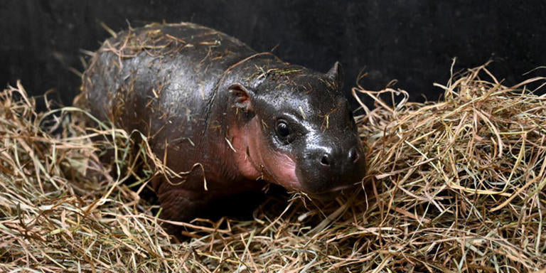 Meet Poppy: The Adorable Pygmy Hippo with a Powerful Message