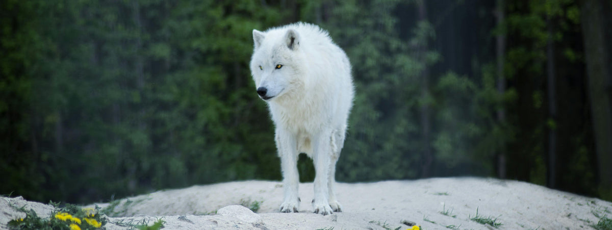 The Return of the Dire Wolf: Science, Ethics, and the Fight for What’s Left