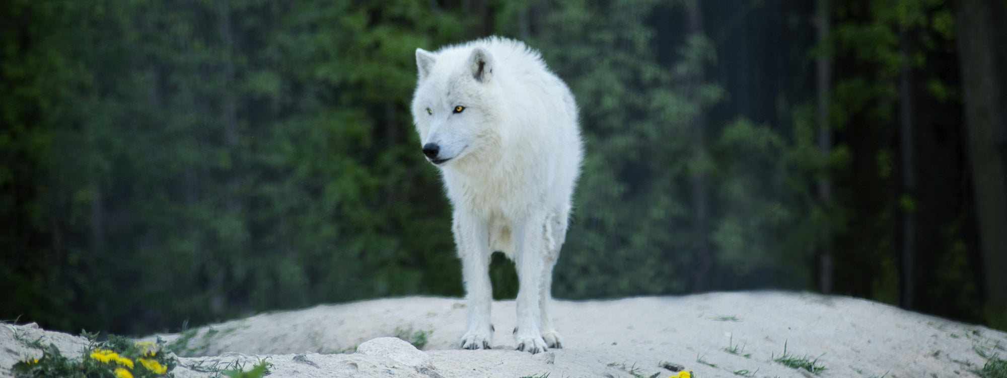 The Return of the Dire Wolf: Science, Ethics, and the Fight for What’s Left