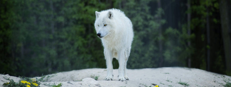 The Return of the Dire Wolf: Science, Ethics, and the Fight for What’s Left
