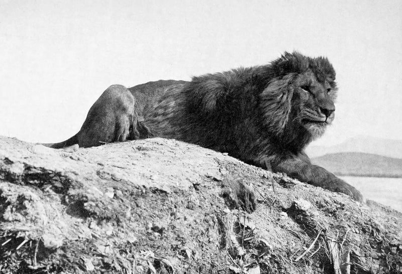 The Majestic Barbary Lion: A Tale of Splendor and Tragedy