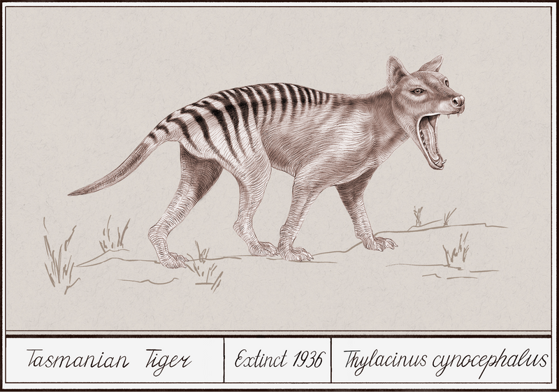 The Tasmanian Tiger: Extinct or Hiding? The Mystery Lives On