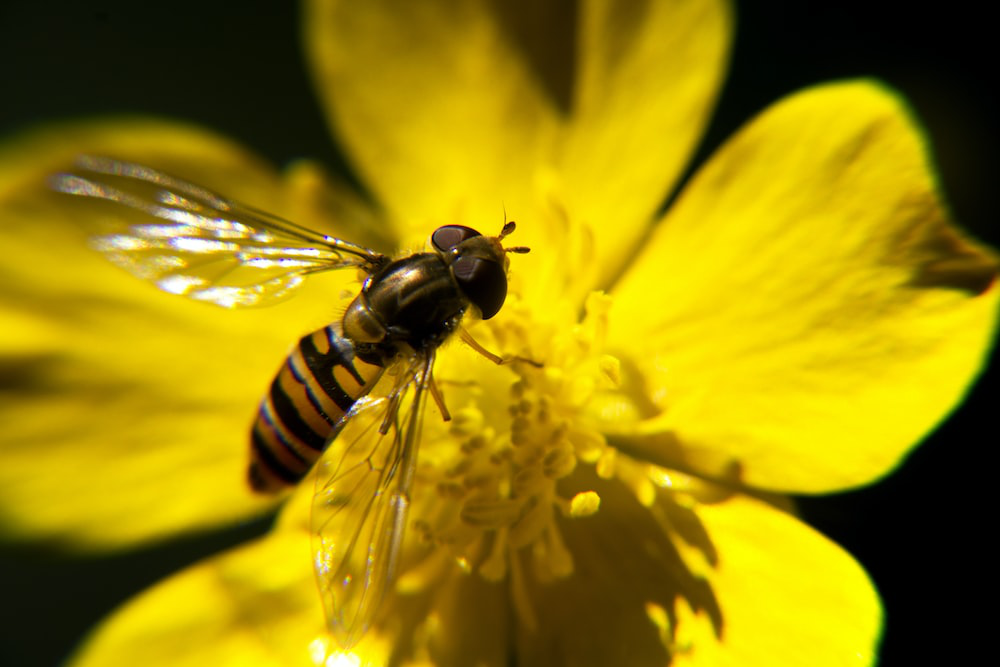 Closeup of a Honeybee Sitting on a Flower
