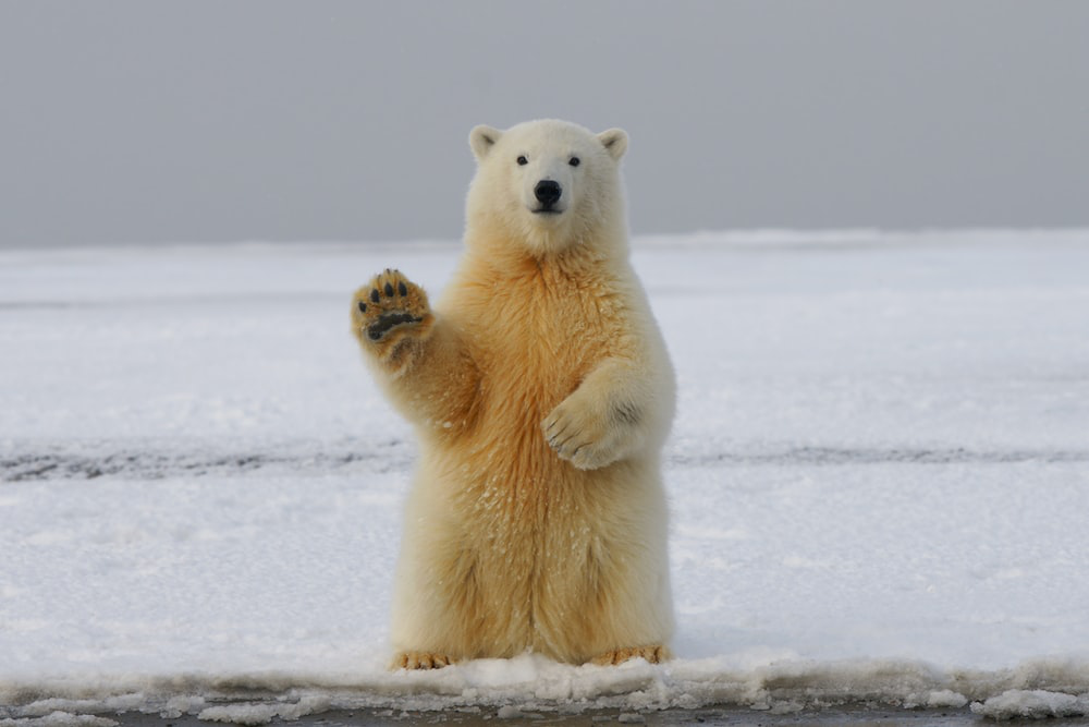 An Endangered Polar Bear Captured Waving a Paw While Standing on Two Legs