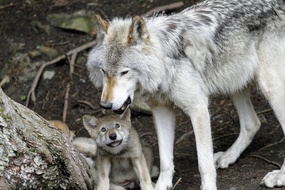 Two Gray Wolves, a Mother and Cub, in the Wild