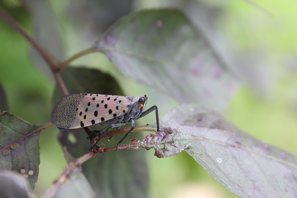 A Spotted Lanternfly, an Invasive Species to the East Coast, Sits on an Infested Purpleleaf Sand Cherry