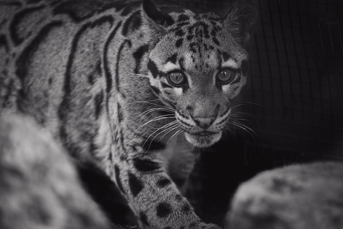  A Black-and-White Image of the Mainland Clouded Leopard with Its Signature Cloud-Spotted Coat