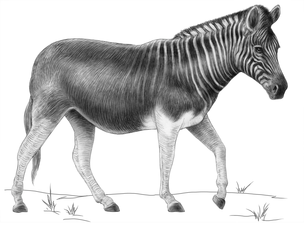 Rediscovering the Quagga: A Tale of Extinction and Hope