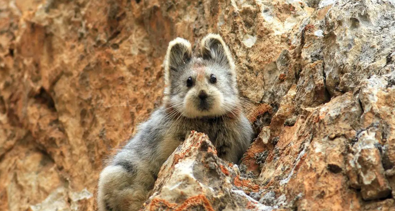 The Ili Pika: The Magic Rabbit Fighting for Survival