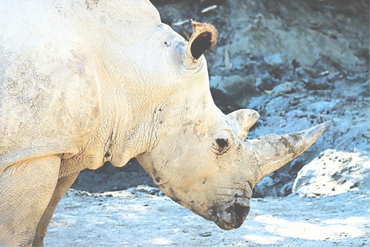 Saving the White Rhino- Great News!