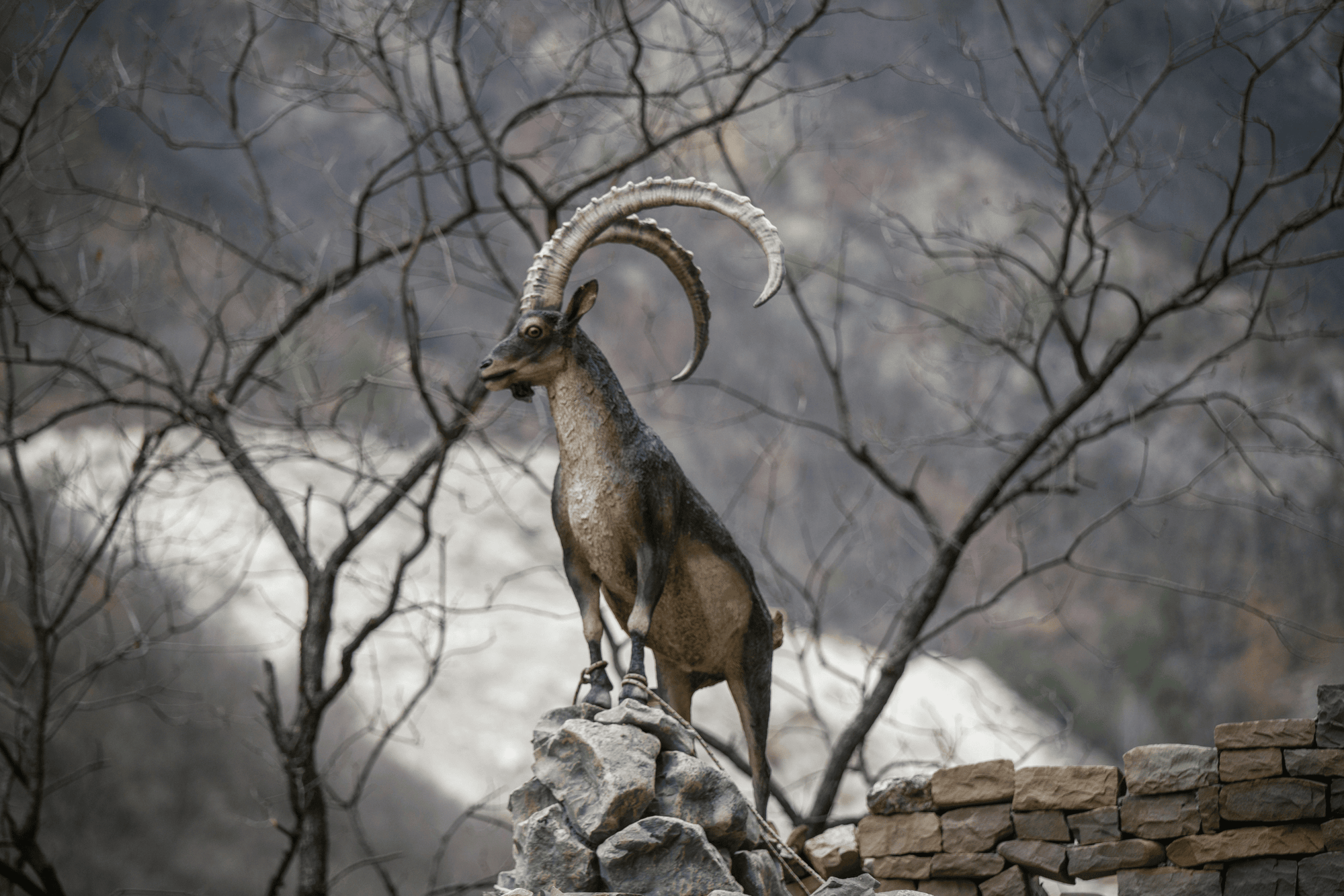 Echoes of the Pyrenean Ibex: A Legacy of Loss and Hope