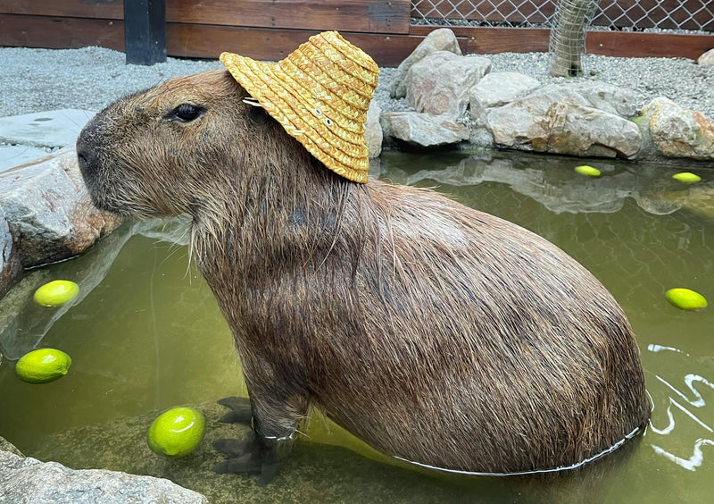 Cute Capybara with a hat