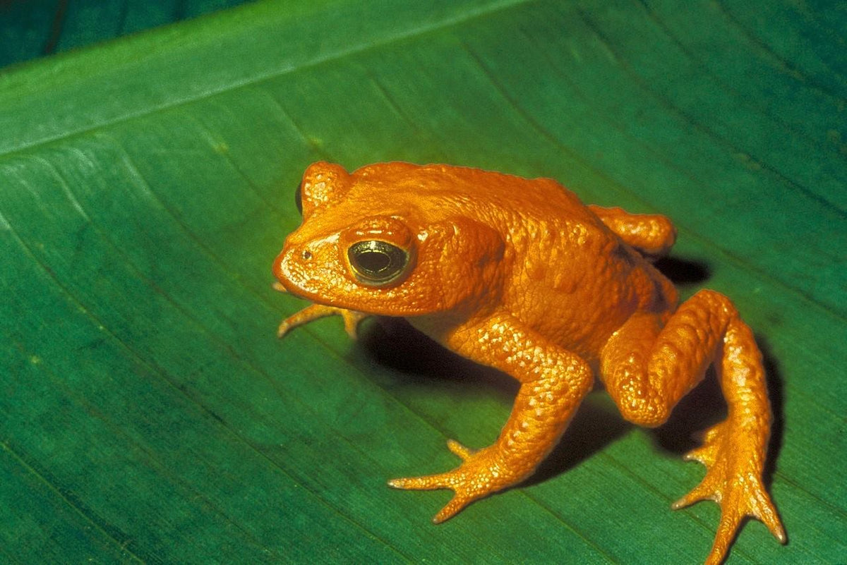 The Golden Toad: A True Gem of the Forest