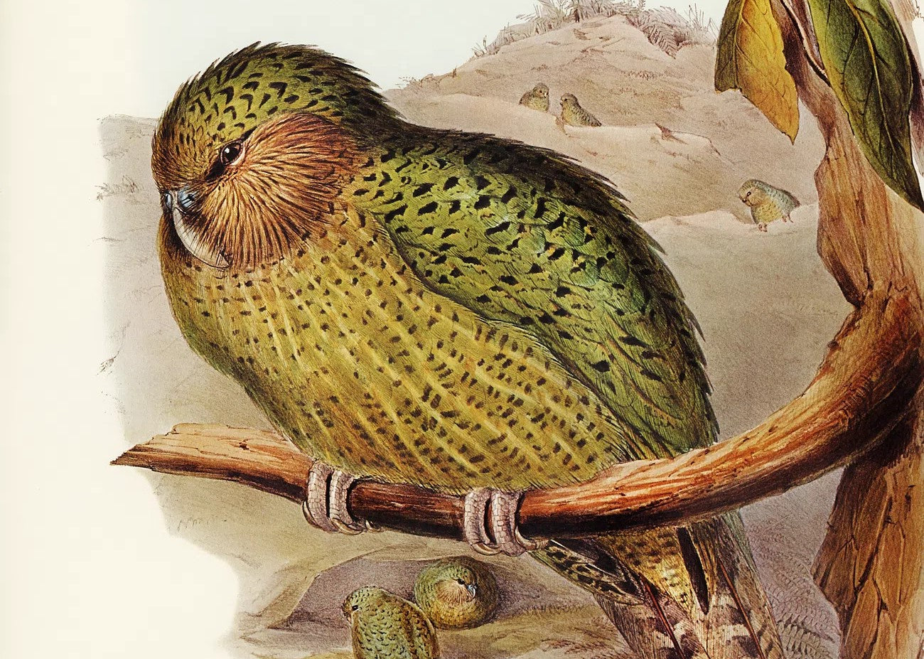 The Kākāpō and the Dodo: A Tale of Quirks, Conservation, and Second Chances