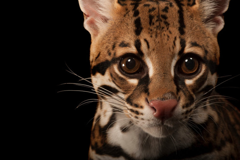 Engaging picture of a US Ocelot