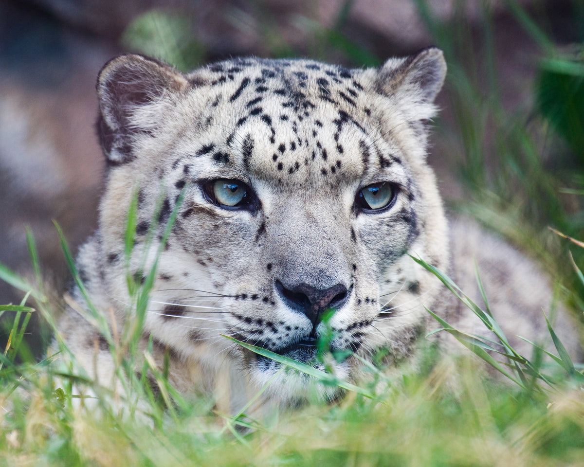 Update on the Imperiled Snow Leopard