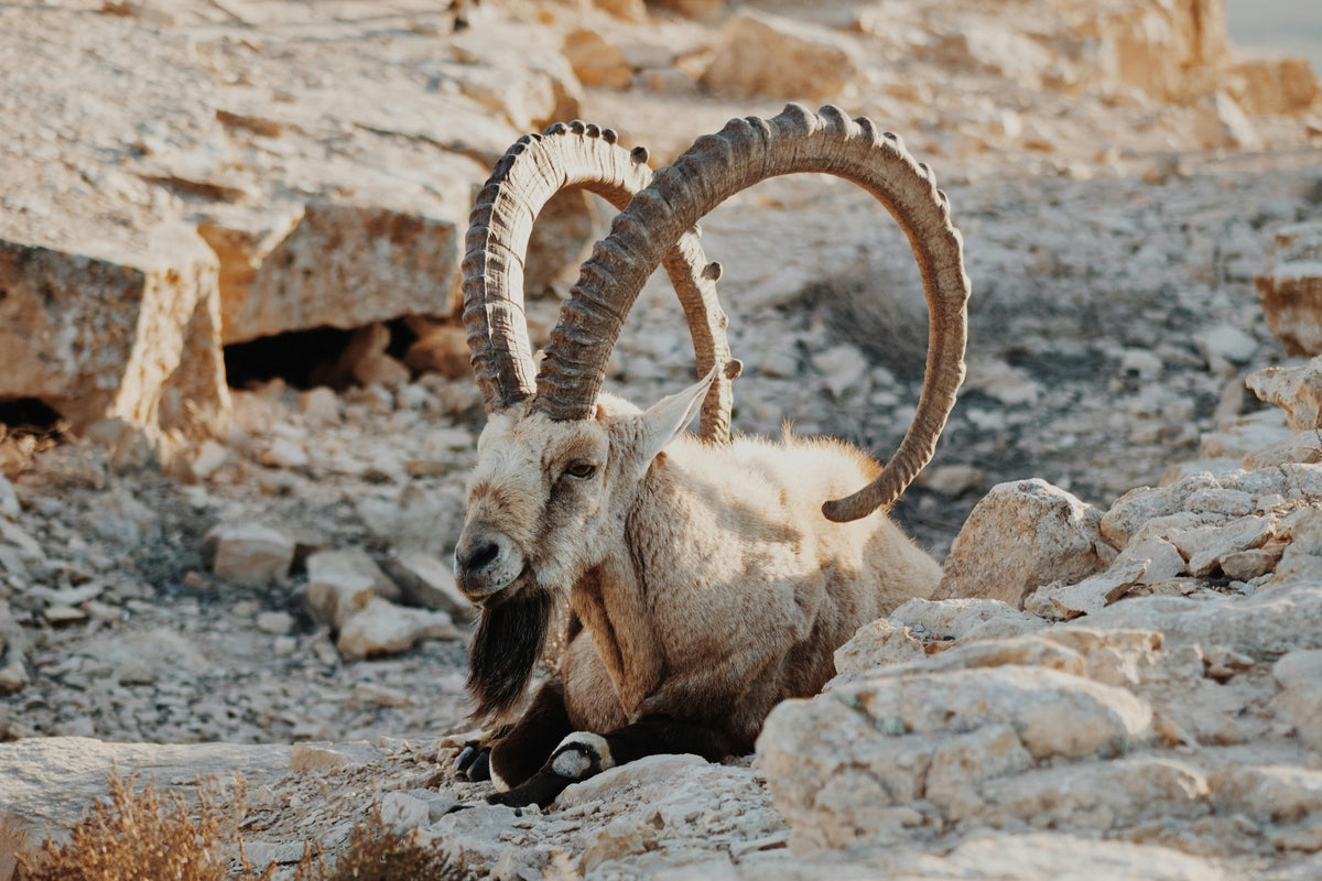 The Silent Farewell: Reflecting on the Extinction of the Pyrenean Ibex