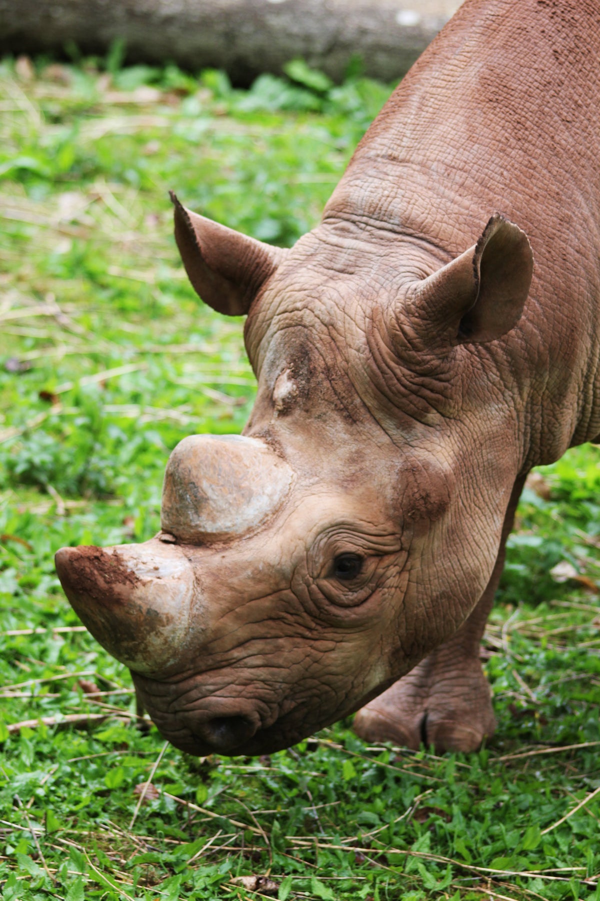 Javan Rhinos: Struggling for survival-Update