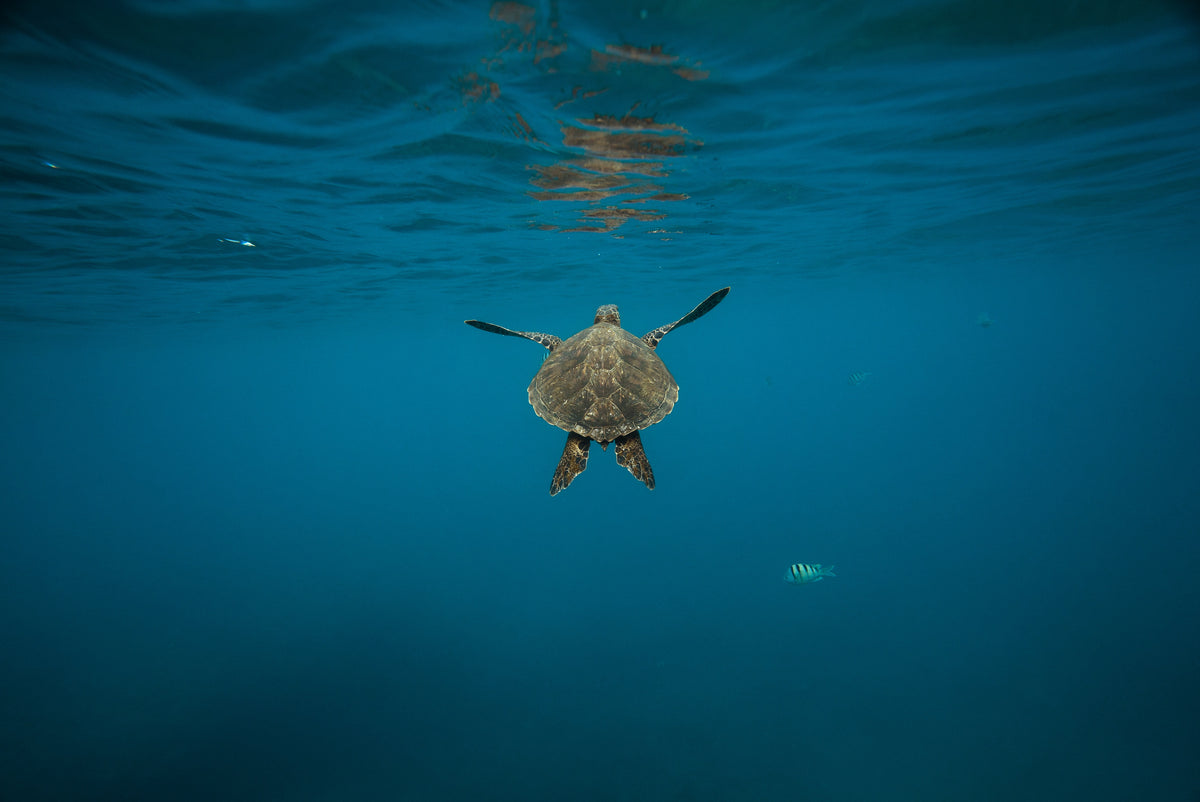 A Glimpse into the World of Sea Turtles: Latest Conservation Updates