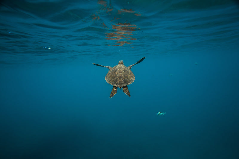 A Glimpse into the World of Sea Turtles: Latest Conservation Updates