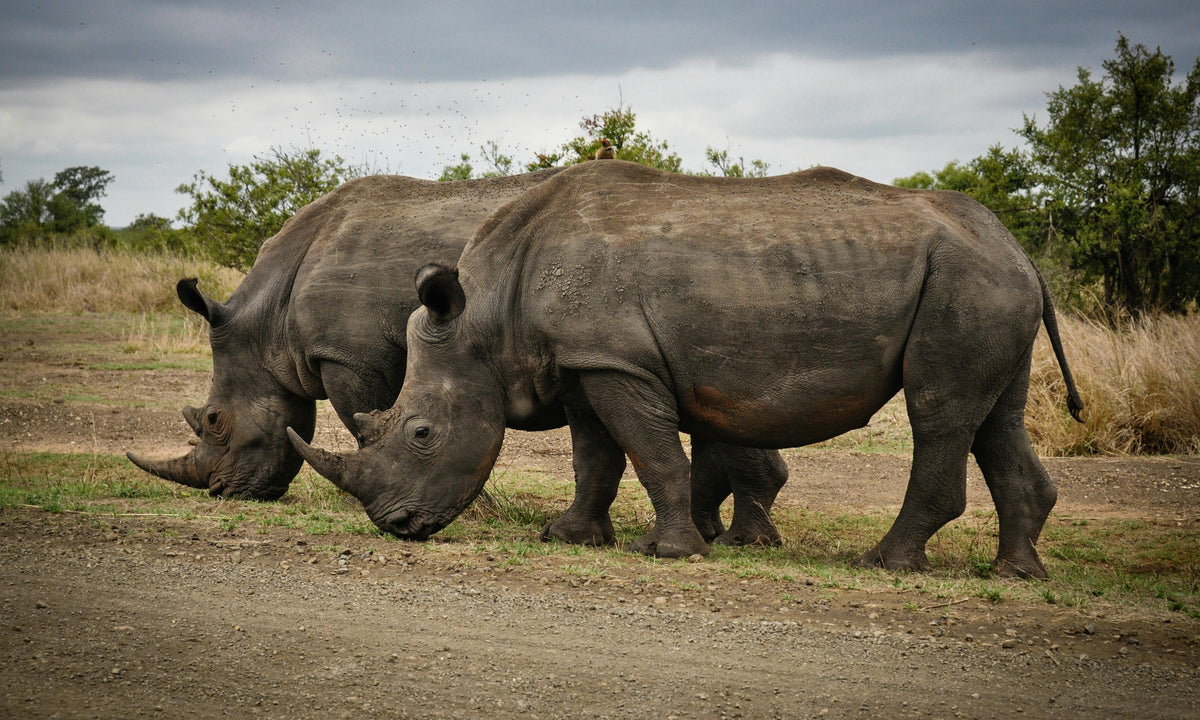 Exciting News: A New Arrival Boosts Eastern Black Rhino Conservation Efforts in Kenya!