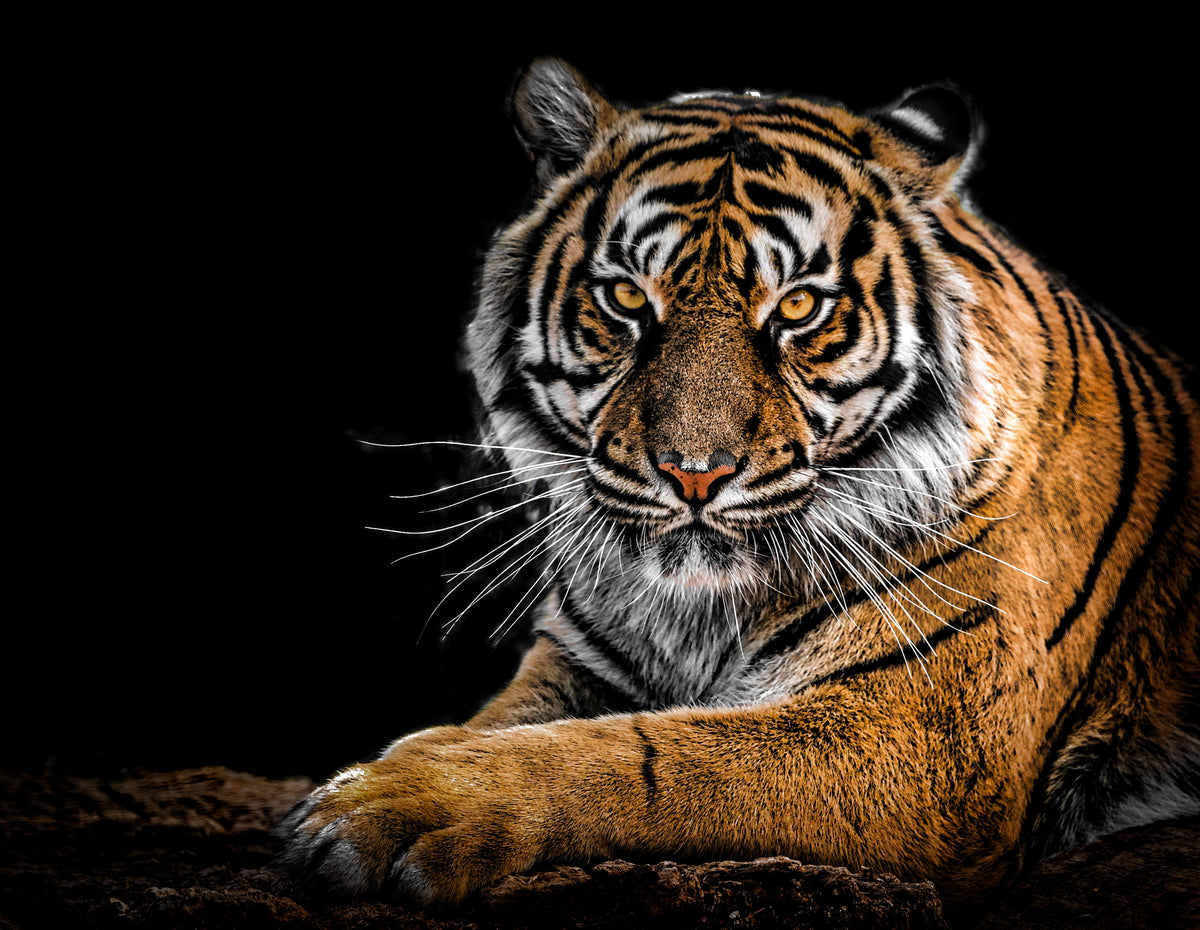 The Plight of the Sunda Island Tiger