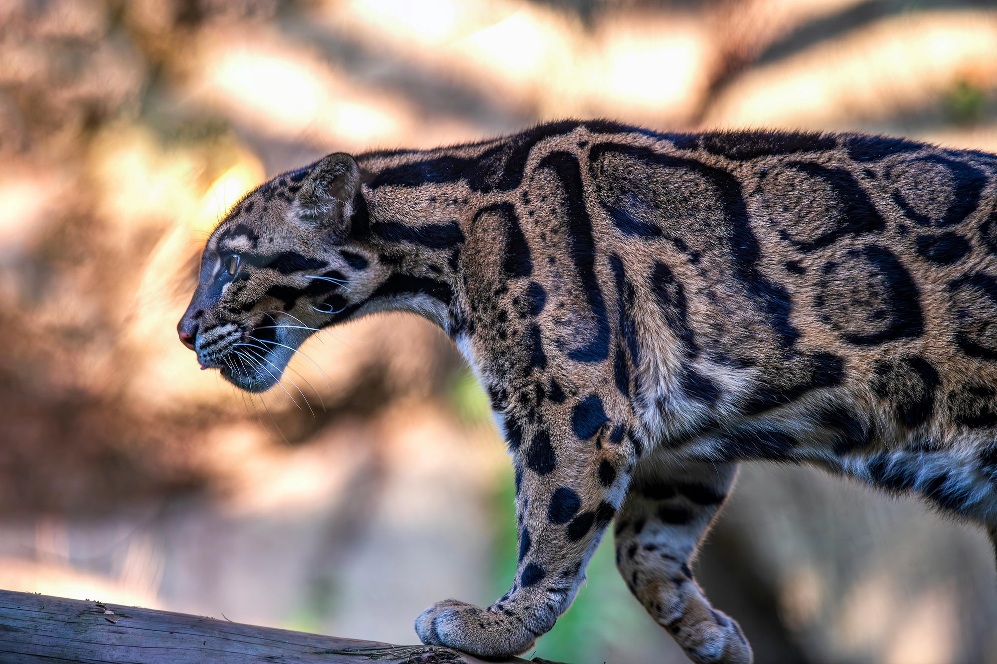 The Clouded Leopard Sighting… and Why It Hit Me