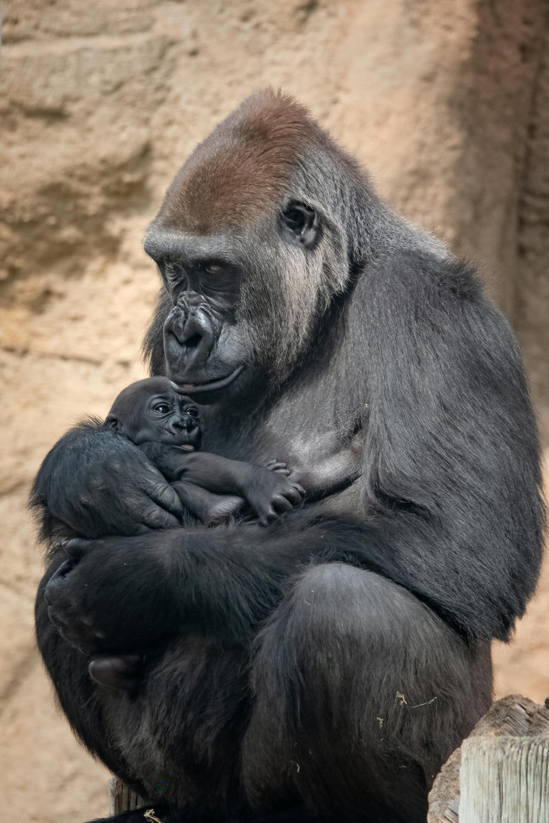 Meet the Western Lowland Gorilla: A Symbol of Hope and Urgency
