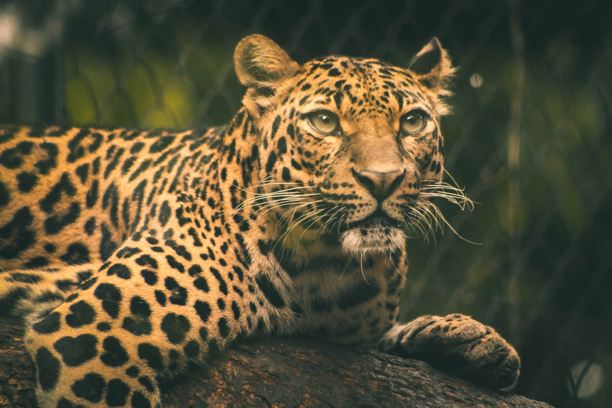 Almost Extinct: Save The Amur Leopard