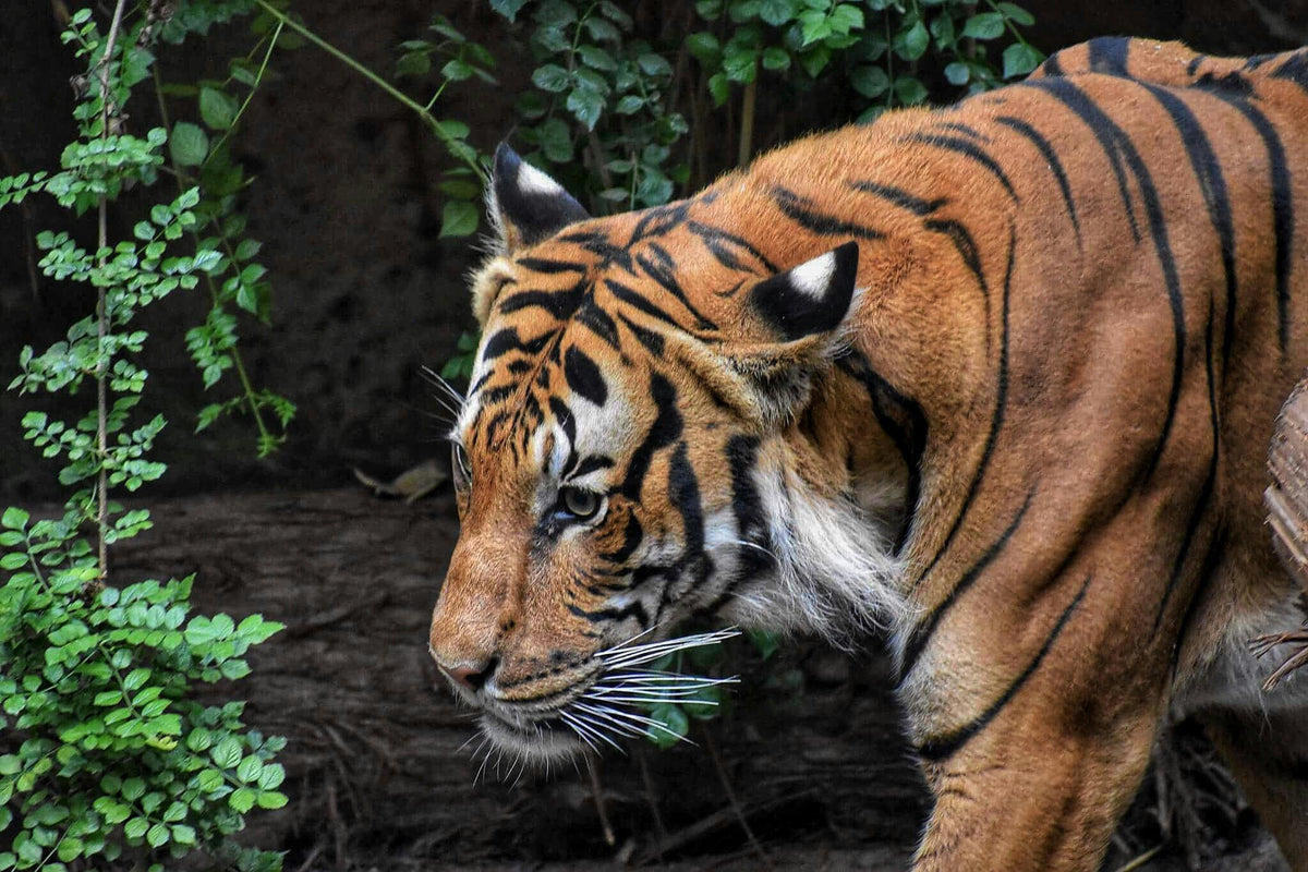 Exploring the Bali Tiger: A Story of Disappearance and Conservation