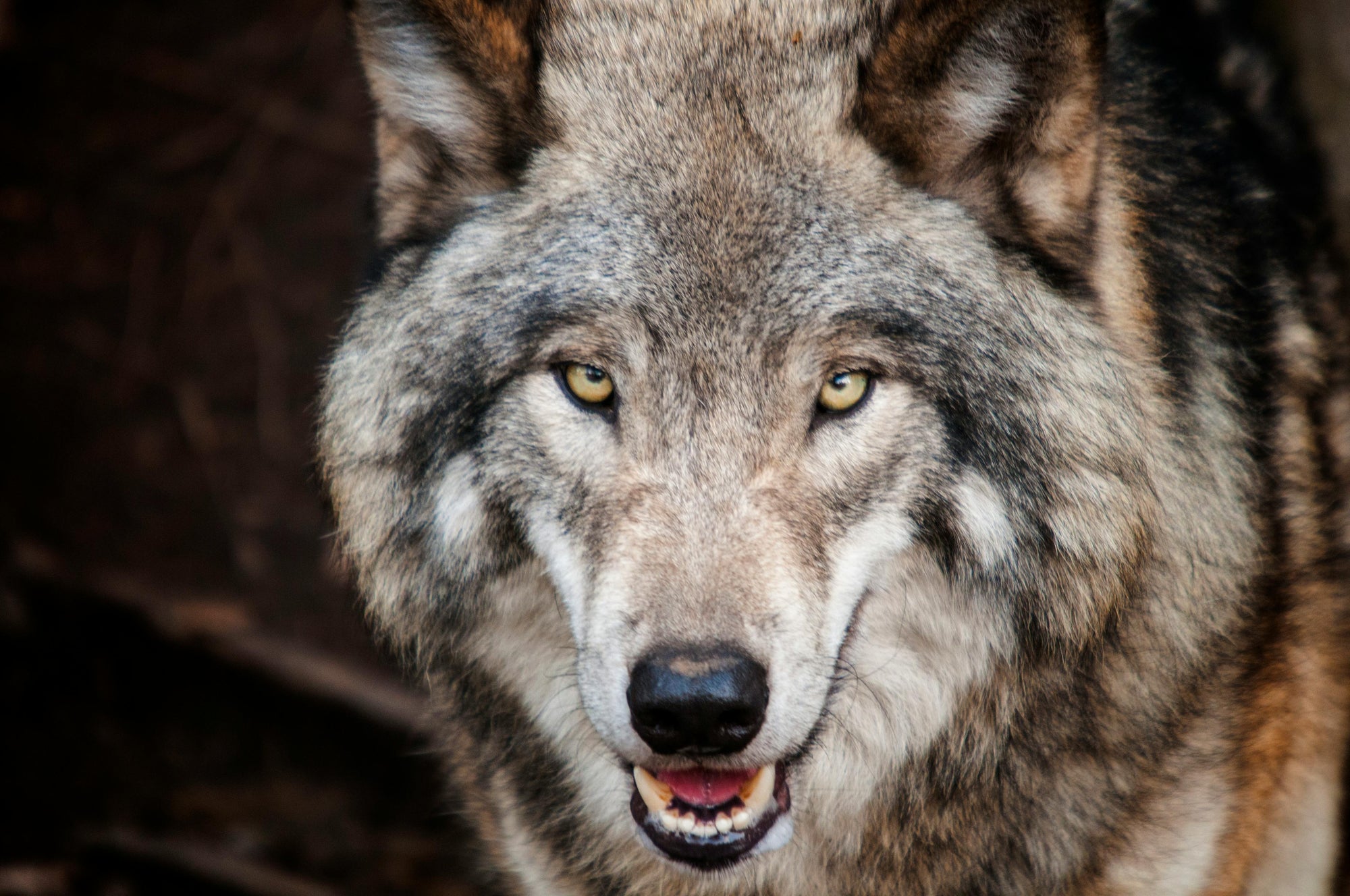 The Red Wolf: A Battle Against Extinction
