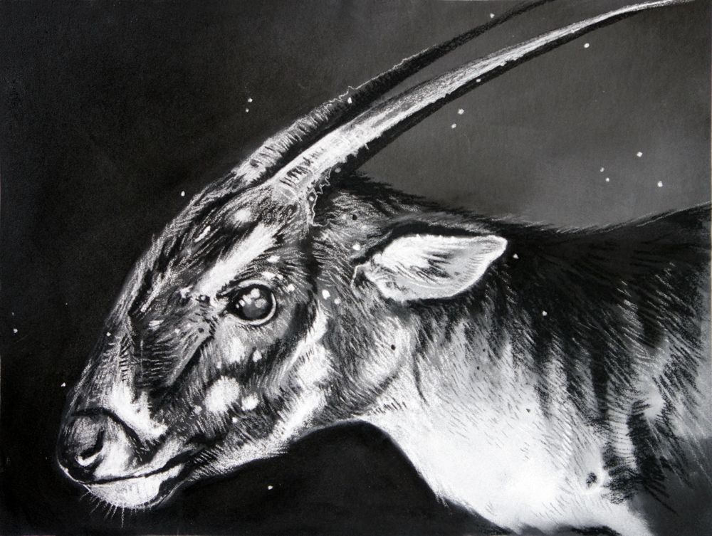 The Saola: The Ghost of the Annamite Mountains