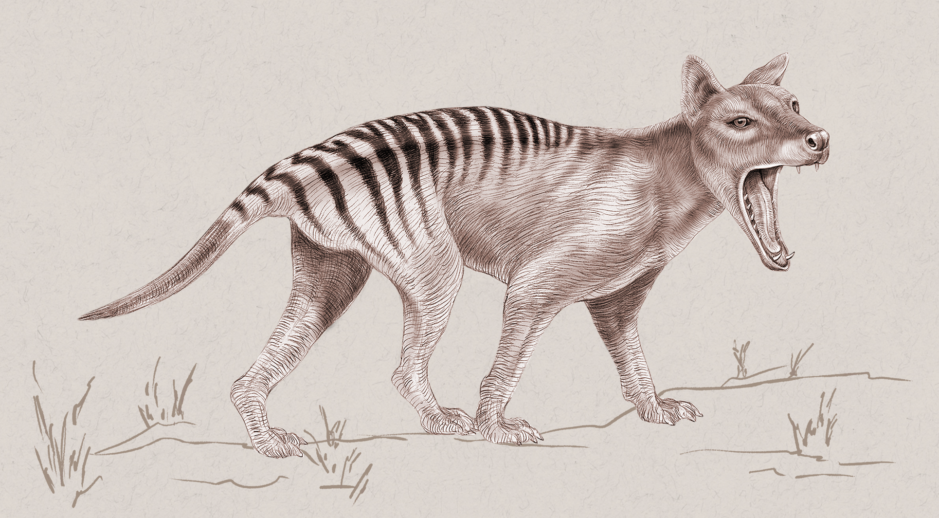 Speciologie Tasmanian Tiger